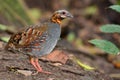 Rufous throated partridge Royalty Free Stock Photo