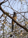 Rufous Tree Pie