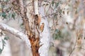 Rufous Treecreeper climbing Eucalyptus tree Royalty Free Stock Photo