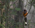 Rufous treepie bird. Dendrocitta vagabunda