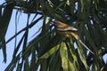 Rufous treepie bird in Nepal