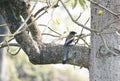 Rufous treepie