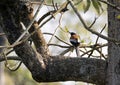 Rufous treepie