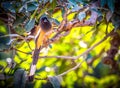 Rufous treepie, common, colorful and friendly bird of Ranthambore National Park in Rajasthan