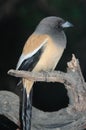 Rufous Treepie Dendrocitta vagabunda