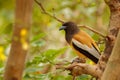 Rufous Treepie, Dendrocitta vagabunda, detail portrait of bird from Ranthambore, India forest, tree branch. Wildlife scene with In