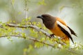 Rufous Treepie, Dendrocitta vagabunda, detail portrait of bird from Ranthambore, India forest, tree branch. Wildlife scene with In