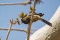 Rufous treepie and Gum Karaya Tree