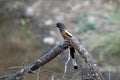 rufous treepie or Dendrocitta vagabunda seen at Jhalana Reserve, Rajasthan India Royalty Free Stock Photo