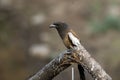 rufous treepie or Dendrocitta vagabunda seen at Jhalana Reserve, Rajasthan India Royalty Free Stock Photo