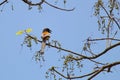 The rufous treepie found in Asian Countries