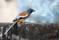 A Rufous Treepie having food in its mouth