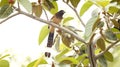 A rufous treepie perched on a tree Royalty Free Stock Photo