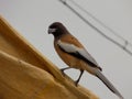 The rufous treepie is a treepie, native to the Indian Subcontinent and adjoining parts of Southeast Asia.