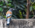 A Rufous Treepie on a wall Royalty Free Stock Photo