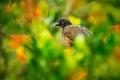 Rufous-vented Chachalaca, Ortalis ruficauda, exotic tropical bird in the forest nature habitat, green and orange flower, Trinidad