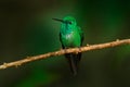 Rufous-vented Whitetip, Urosticte ruficrissa, beautiful hummingbird in the nature habitat. Cute forest green bird. Ecuador