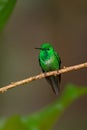 Rufous-vented Whitetip - Urosticte ruficrissa