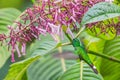 Rufous-vented Whitetip - Urosticte ruficrissa