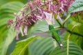 Rufous-vented Whitetip - Urosticte ruficrissa