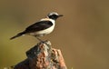 Rufous wheatear Royalty Free Stock Photo