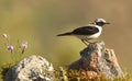 rufous wheatear from its innkeeper in the mountain Royalty Free Stock Photo