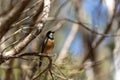 Rufous whistler perched on a tree Royalty Free Stock Photo