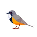 Rufous whistler is a species of whistler found in New Caledonia and Australia. Pachycephala rufiventris. Bird Cartoon