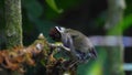 Rufous-winged Fulvetta nature bird at Inthanon nationnal park, northern of thailand