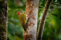 Rufous-winged Woodpecker - Piculus simplex bird in the family Picidae,found in Costa Rica, Honduras, Nicaragua, Panama