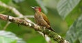 Rufous-winged woodpecker - piculus simplex bird in the family picidae