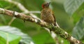 Rufous-winged Woodpecker - Piculus simplex bird in the family Picidae