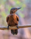 Rufous woodpecker Micropternus brachyurus photographed in Mumbai