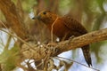 Rufous Woodpecker - Micropternus Celeus, Picus brachyurus brown woodpecker found in South and Southeast Asia, short-billed,