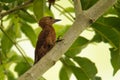 Rufous Woodpecker - Micropternus Celeus, Picus brachyurus brown woodpecker found in South and Southeast Asia, short-billed,