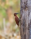 Rufous woodpecker perched on a tree trunk