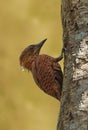 Rufous woodpecker