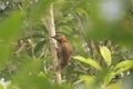 Rufous Woodpecker