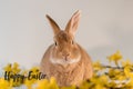 Rufus bunny rabbit centered with yellow forsythia flowers