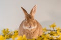 Rufus bunny rabbit centered with yellow forsythia flowers mouth open slightly