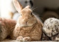 Rufus bunny rabbit looks cute surrounded by plush fluff toys in soft lighting, neutral tones