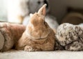 Rufus bunny rabbit looks cute surrounded by plush fluff toys in soft lighting, neutral tones