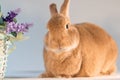 Rufus bunny rabbit next to basket with purple flowers Happy Easter Spring