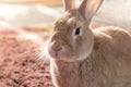 Rufus bunny rabbit closeup on shag carpet warm tones