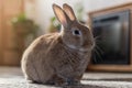 Rufus bunny rabbit poses right in home warm tones