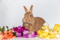 Rufus Bunny Rabbit with yellow, orange, purple tulips for Easter and Spring light background copy space Royalty Free Stock Photo