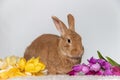 Rufus Bunny Rabbit with yellow, orange, purple tulips for Easter and Spring light background copy space Royalty Free Stock Photo