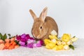 Rufus Bunny Rabbit with yellow, orange, purple tulips for Easter and Spring light background copy space Royalty Free Stock Photo