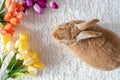 Rufus Bunny Rabbit with yellow, orange, purple tulips for Easter and Spring light background copy space Royalty Free Stock Photo