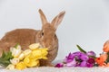 Rufus Bunny Rabbit with yellow, orange, purple tulips for Easter and Spring light background copy space Royalty Free Stock Photo